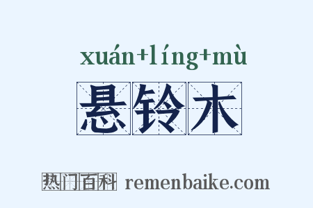 悬铃木是什么意思的图片